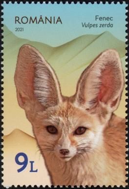 Fennec (Vulpes zerda)