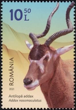 Addax (Addax nasomaculatus)