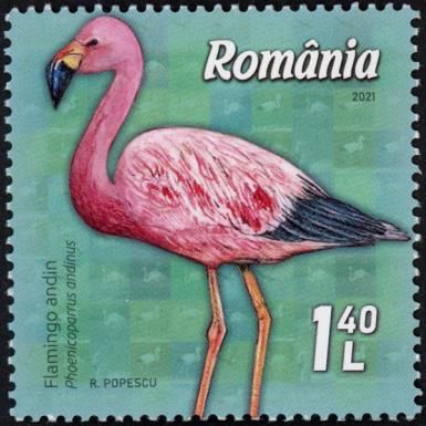 Andean Flamingo (Phoenicoparrus andinus)