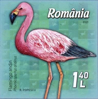 Andean Flamingo (Phoenicoparrus andinus)