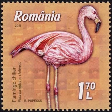 Chilean Flamingo (Phoenicopterus chilensis)