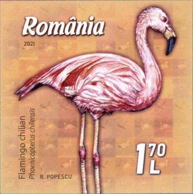Chilean Flamingo (Phoenicopterus chilensis)