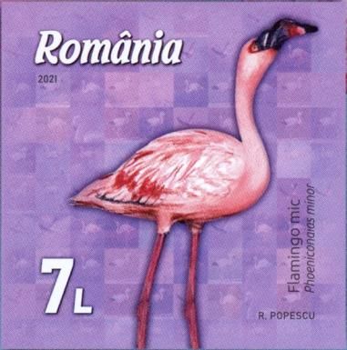 Lesser Flamingo (Phoeniconaias minor)
