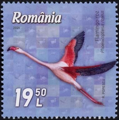 Greater Flamingo (Phoenicopterus roseus)