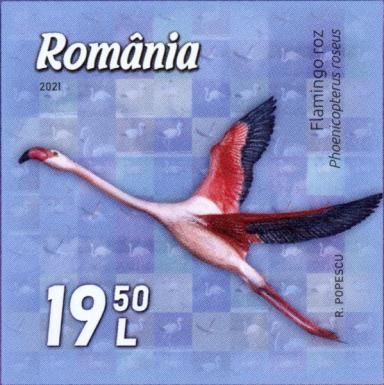 Greater Flamingo (Phoenicopterus roseus)