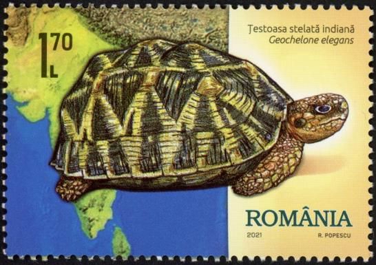 Indian Star Tortoise (Geochelone elegans)