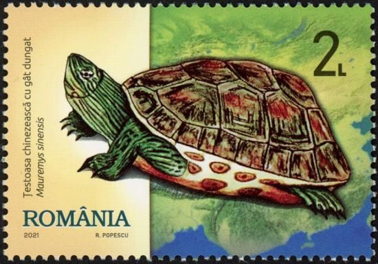 Chinese Stripe-Necked Turtle (Mauremys sinensis)