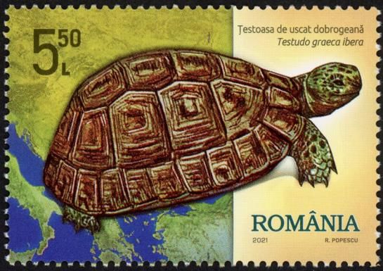 Greek Tortoise (Testudo graeca ibera)