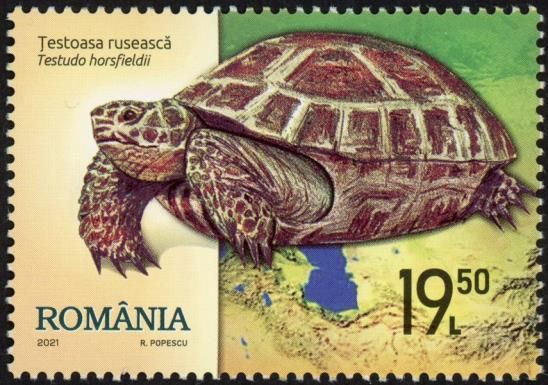 Russian Tortoise (Testudo horsfieldii)