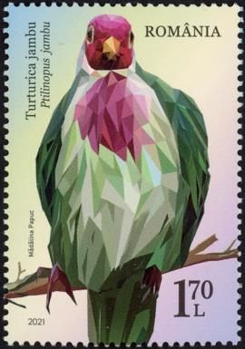Jambu Fruit Dove (Ptilinopus jambu)
