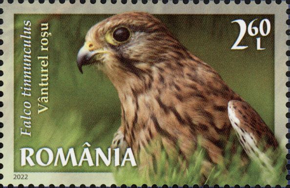 Common Kestrel (Falco tinnunculus)