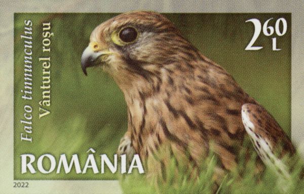 Common Kestrel (Falco tinnunculus)