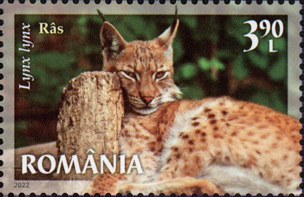 Lynx (Lynx lynx)