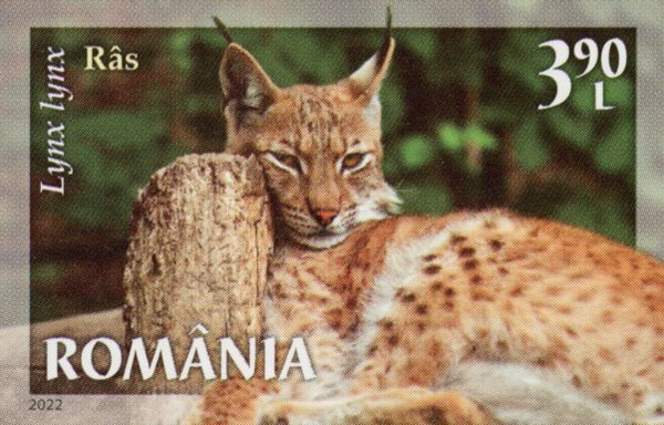 Lynx (Lynx lynx)