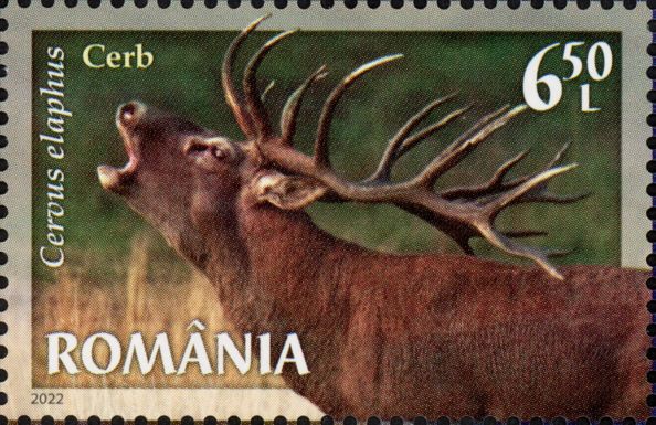 Red Deer (Cervus elaphus)