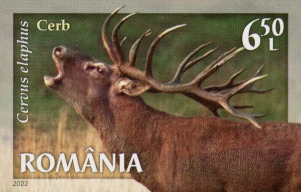 Red Deer (Cervus elaphus)