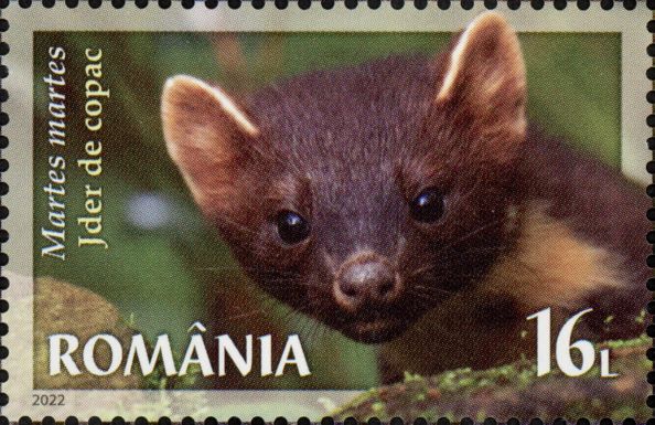 European Pine Marten (Martes martes)