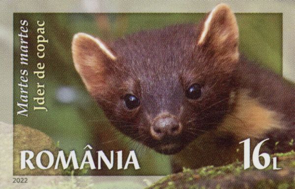 European Pine Marten (Martes martes)