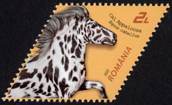 Appaloosa Horse (Equus caballus)