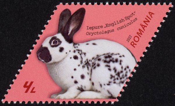 English Spot Rabbit (Oryctolagus cuniculus)