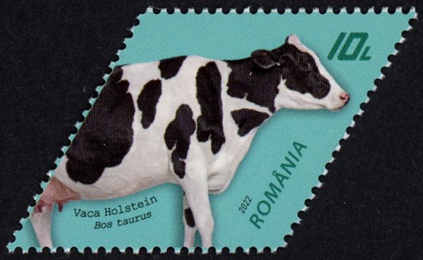 Holstein Cow (Bos taurus)