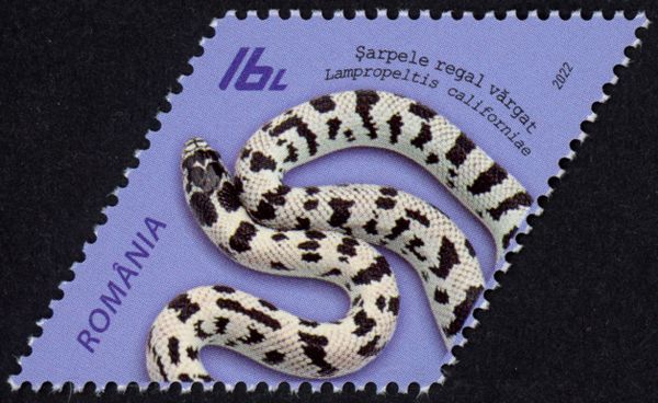 California Kingsnake (Lampropeltis californiae)