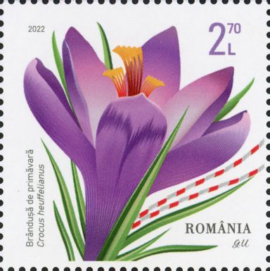 Crocus heuffelianus