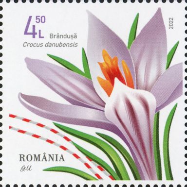 Crocus danubensis