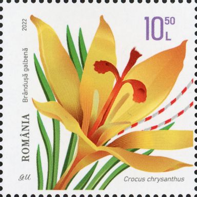 Crocus chrysanthus