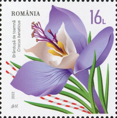 Crocus banaticus
