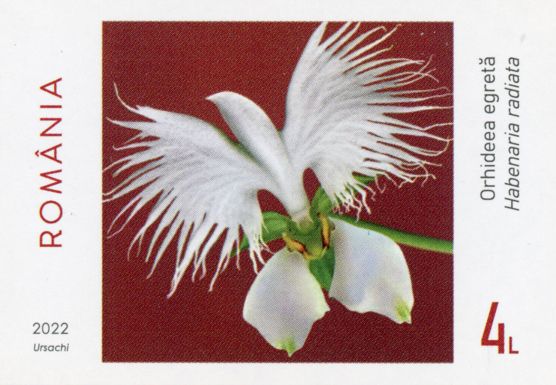 Egret Orchid (Habenaria radiata)