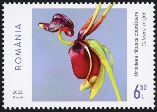 Flying Duck Orchid (Caleana major)
