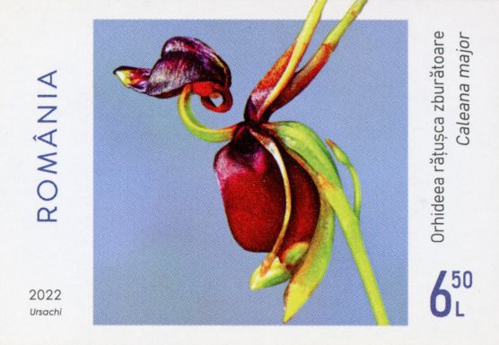 lying Duck Orchid (Caleana major)