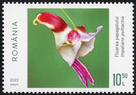 Parrot Flower (Impatiens psittacina)