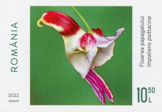 Parrot Flower (Impatiens psittacina)