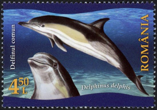 Common Dolphin (Delphinus delphis)