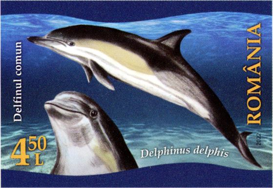 Common Dolphin (Delphinus delphis)