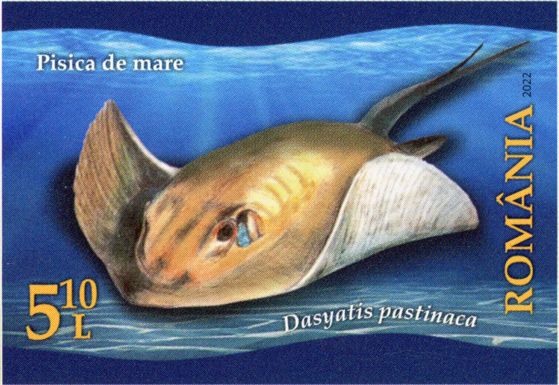 Common Stingray (Dasyatis pastinaca)