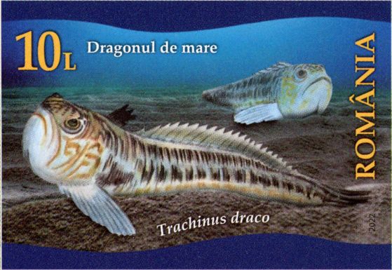 Greater Weever (Trachinus draco)
