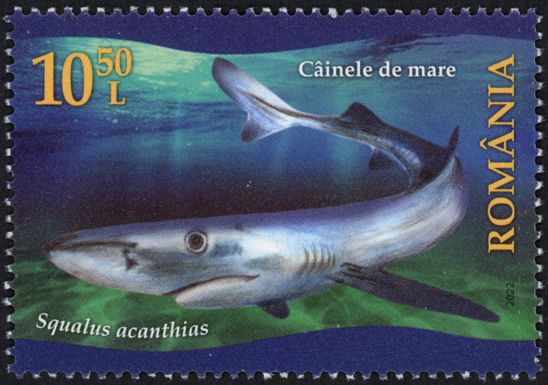 Spiny Dogfish (Squalus acanthias)