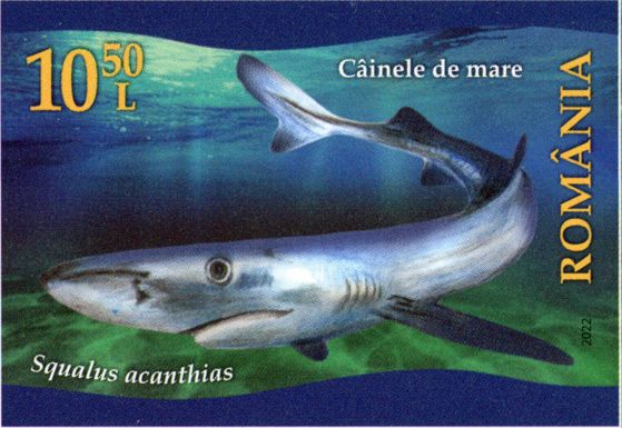 Spiny Dogfish (Squalus acanthias)