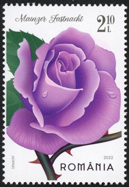 Rosa 'Mainzer Fastnacht'