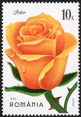 Rosa 'Frisco'
