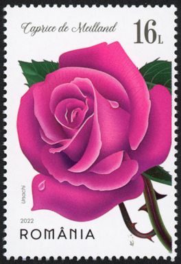 Rosa 'Caprice de Meilland'