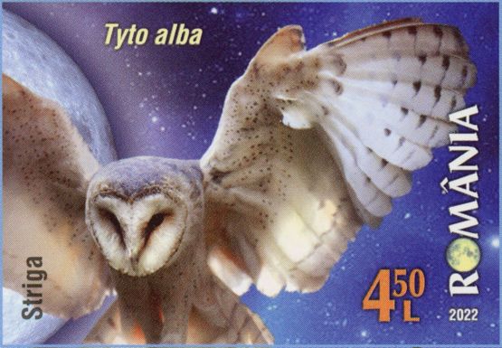 Barn Owl (Tyto alba)