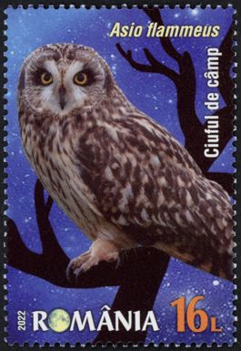 Short-Eared Owl (Asio flammeus)