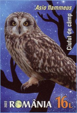 Short-Eared Owl (Asio flammeus)