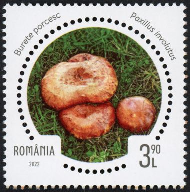 Brown Roll-Rim (Paxillus involutus)