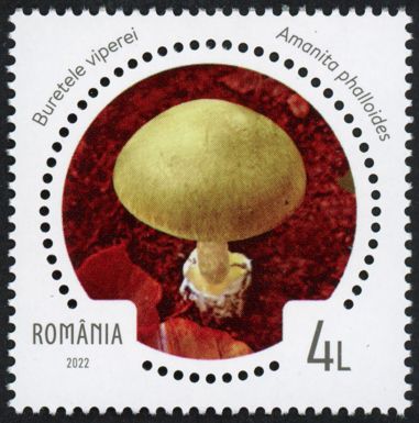 Death Cap (Amanita phalloides)