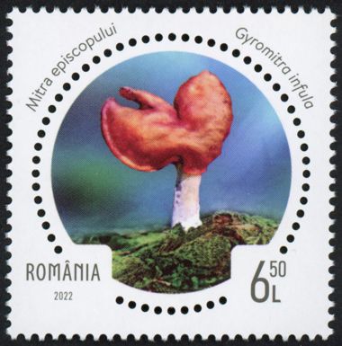 Elfin Saddle (Gyromitra infula)